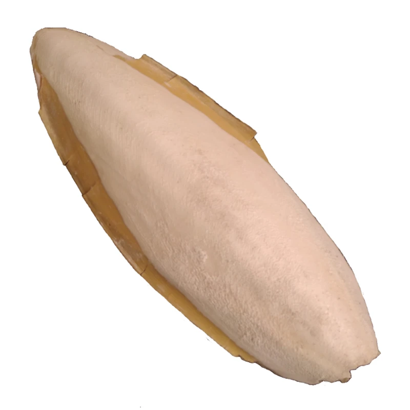 کف دریا